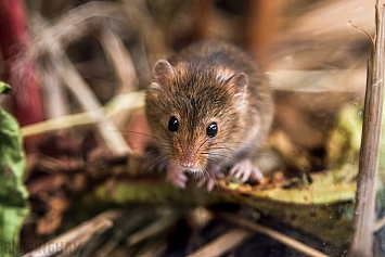 Harvest Mouse