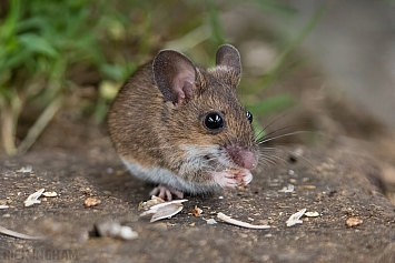 Yellow Necked Mouse