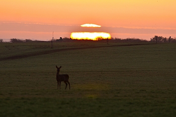 Roe Deer