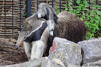 Giant Anteater