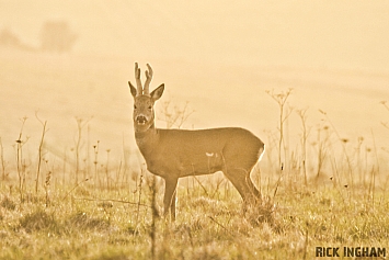 Roe Deer