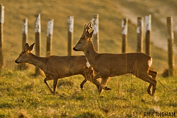 Roe Deer