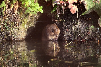 Water Vole