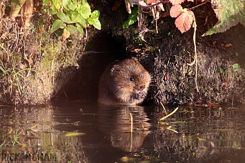 Water Vole