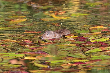 Water Vole