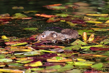 Water Vole