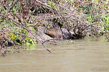 Water Vole