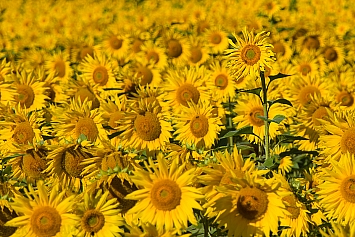 Sunflower Field