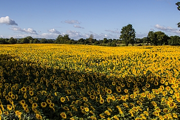 Sunflower Field