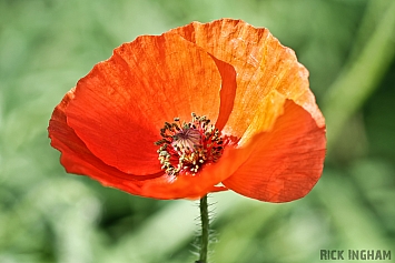 Poppy