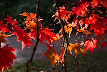 Autumn Tree