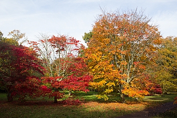 Autumn Tree