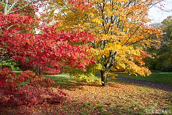 Autumn Tree