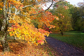 Autumn Tree