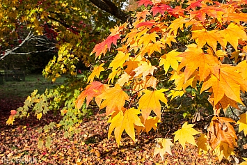 Autumn Tree