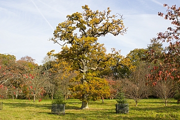 Autumn Tree