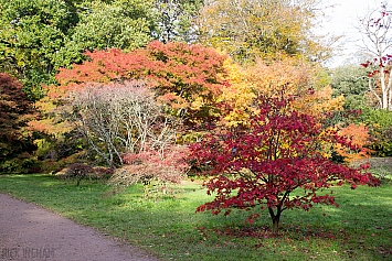 Autumn Tree