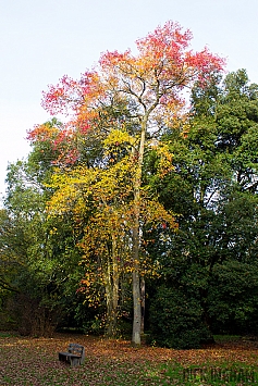 Autumn Tree