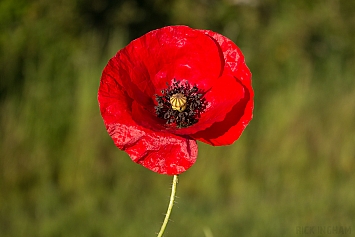 Poppy