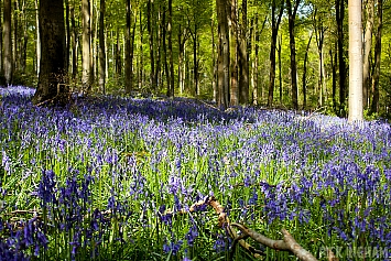 Bluebells at Westwoods