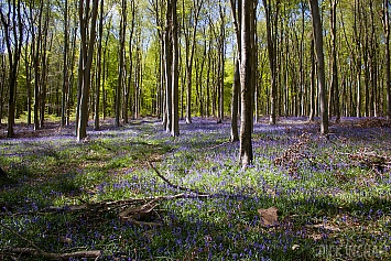 Bluebells at Westwoods