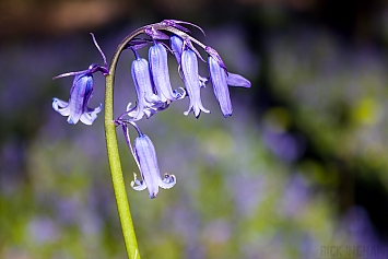 Bluebells at Westwoods